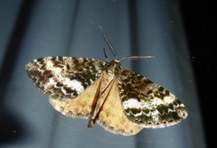 Pseudocoremia lactiflua