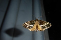 Pseudocoremia lactiflua