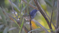 Hypocnemoides maculicauda