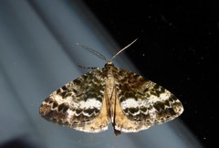 Pseudocoremia lactiflua
