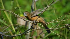 Sporophila crassirostris