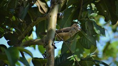 Sporophila crassirostris