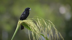 Sporophila crassirostris