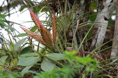 Tillandsia fasciculata image