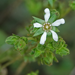 Horkelia cuneata puberula