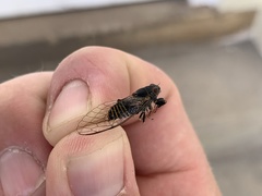 Popplepsalta notialis