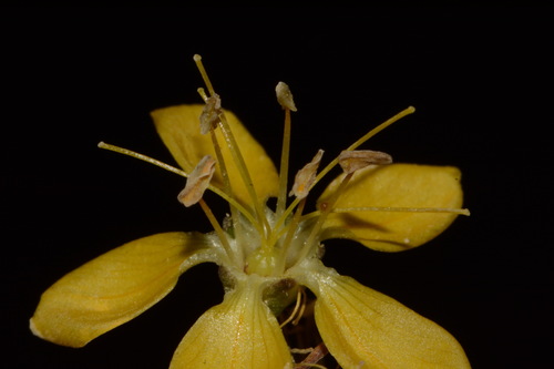 King's flax (Linum kingii)