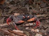 Black Land Crab - Photo (c) Mike Andersen, some rights reserved (CC BY-NC-ND), uploaded by Mike Andersen