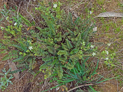 Horkelia cuneata puberula