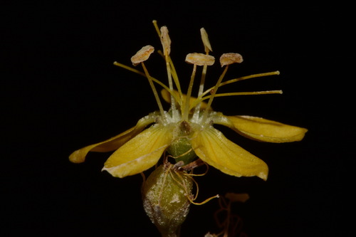 Image of Linum kingii by (c) Brian Finzel, some rights reserved (CC BY-SA)