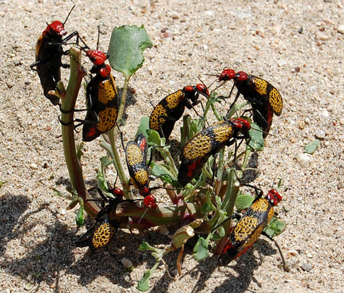 Iron Cross Blister Beetle