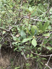 Litsea rotundifolia
