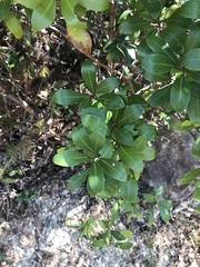 Litsea rotundifolia