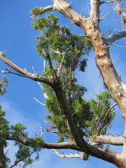 Juniperus bermudiana