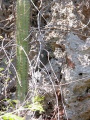 Cyclura nubila