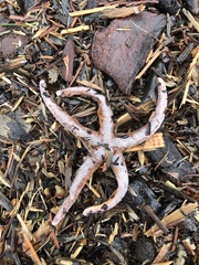 Henricia leviuscula