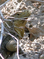 Cyclura nubila