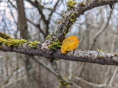 Dacrymyces chrysospermus