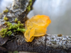 Dacrymyces chrysospermus