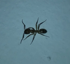 Camponotus conspicuus