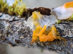 Dacrymyces chrysospermus