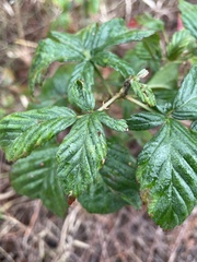 Rubus argutus