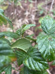 Rubus argutus