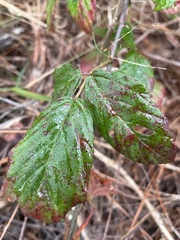 Rubus argutus