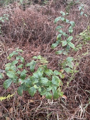 Rubus argutus