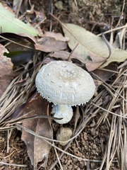 Amanita austrostraminea