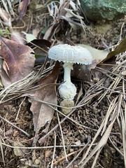 Amanita austrostraminea