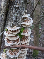 Trametes versicolor