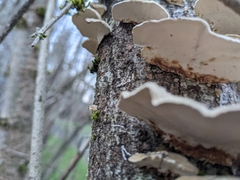 Trametes versicolor
