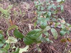 Rubus argutus