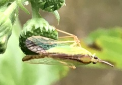 Paramisia rufistigma