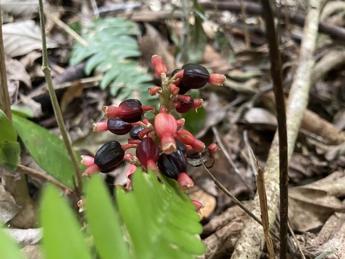 Image of Renealmia alpinia by (c) harrier, some rights reserved (CC BY)