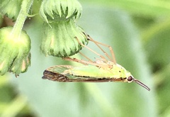 Paramisia rufistigma