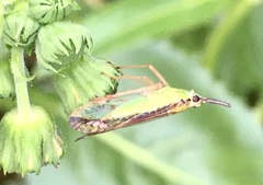 Paramisia rufistigma