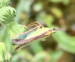 Paramisia rufistigma