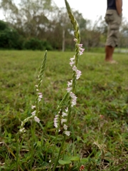 Spiranthes sinensis