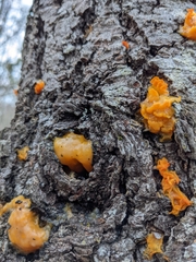 Dacrymyces chrysospermus