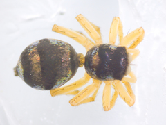 Phintella accentifera