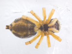 Phintella accentifera