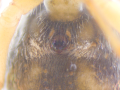 Phintella accentifera