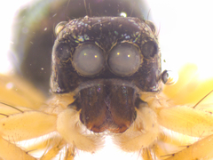 Phintella accentifera