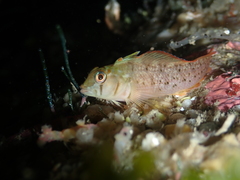 Notoclinops yaldwyni