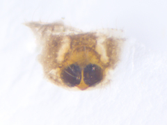 Phintella accentifera