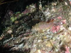 Notoclinops yaldwyni