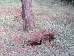 Juniperus bermudiana