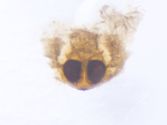 Phintella accentifera